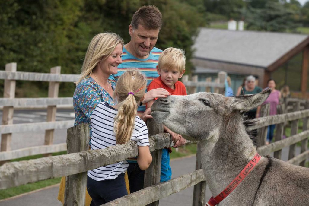 The Donkey Sanctuary