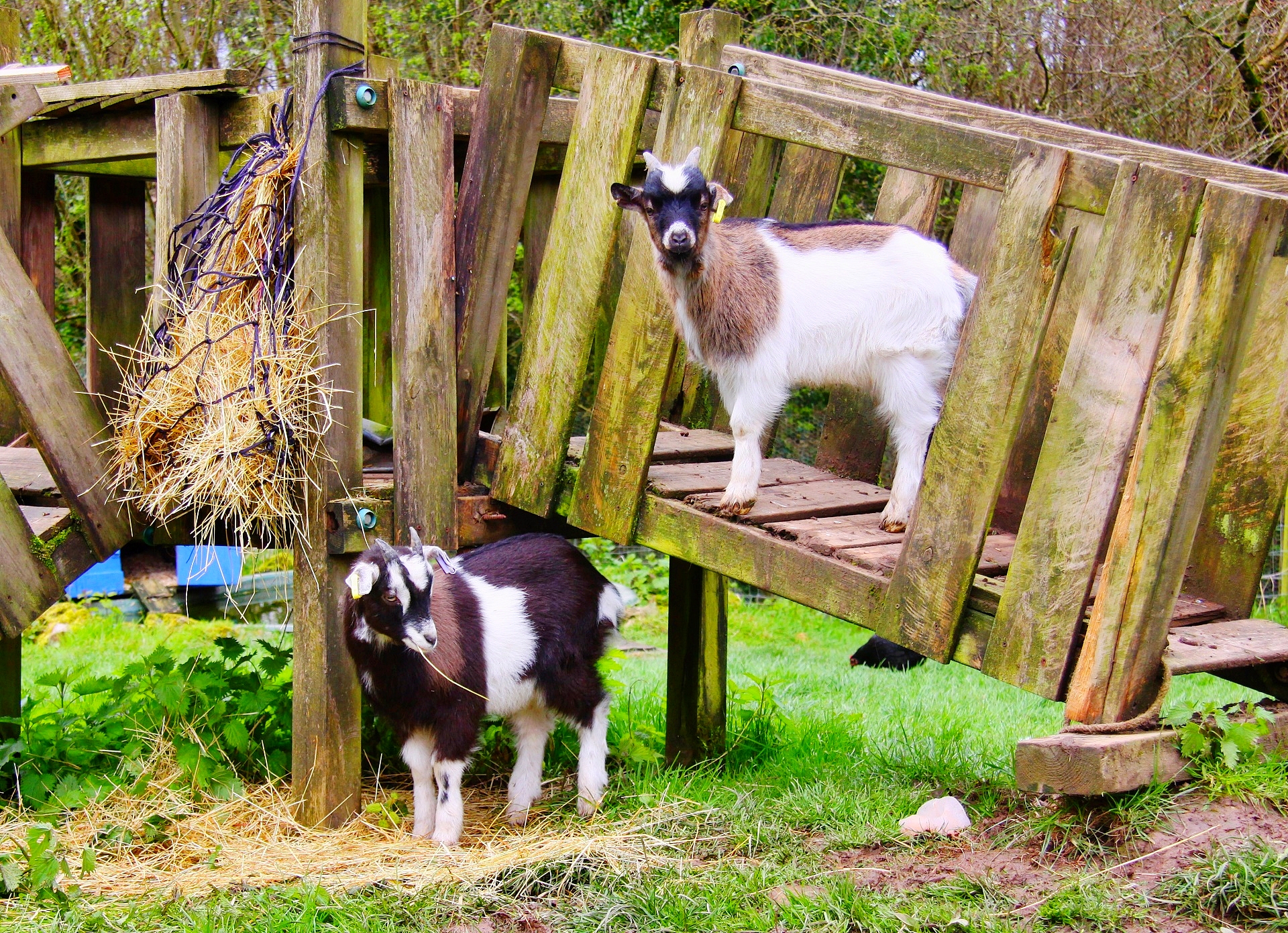 Mazzard Farm