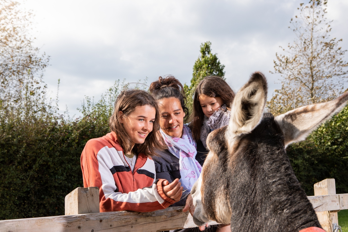 Family enjoys meeting friendly donkey