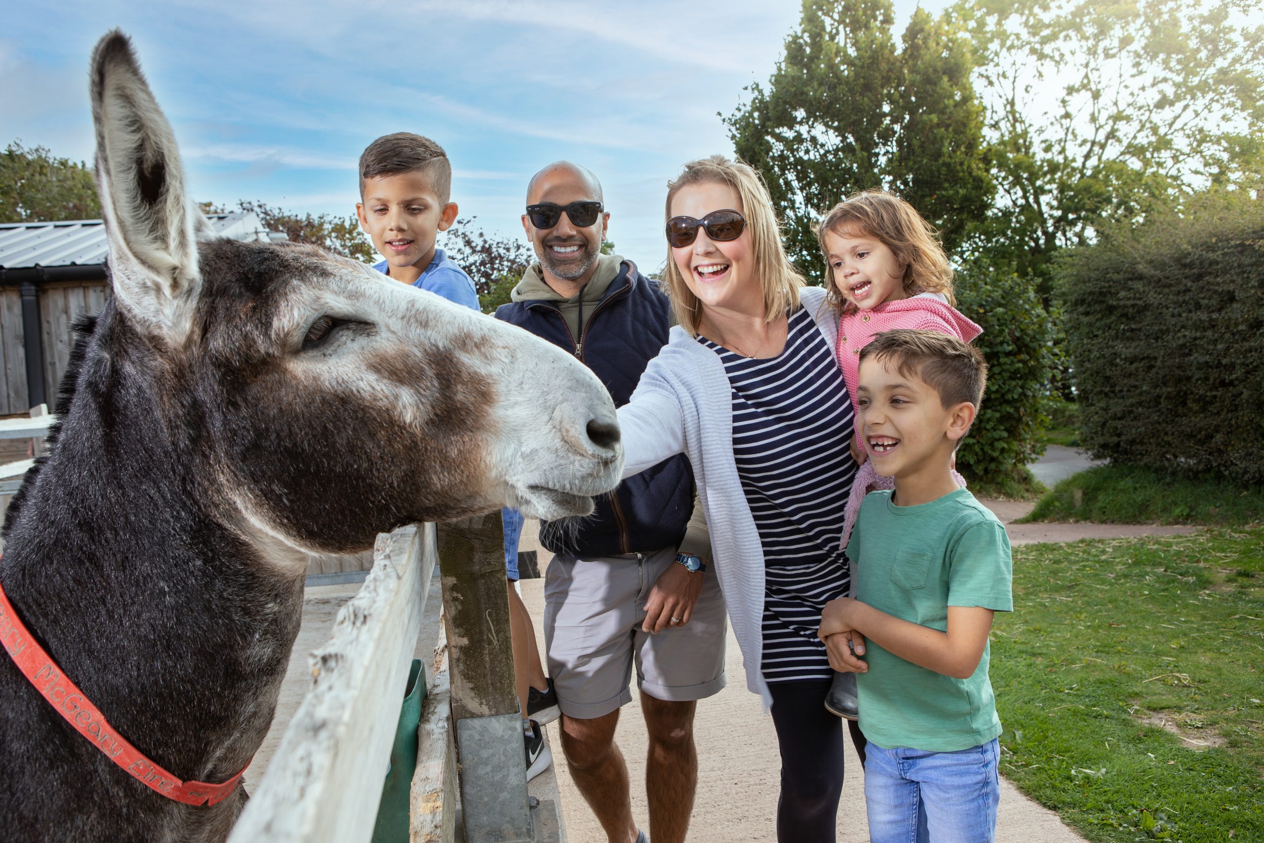 Day in the Life: Dean, The Donkey Sanctuary