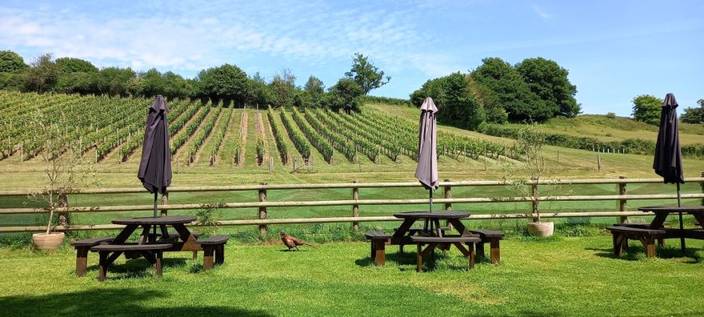 Lily Farm Vineyard
