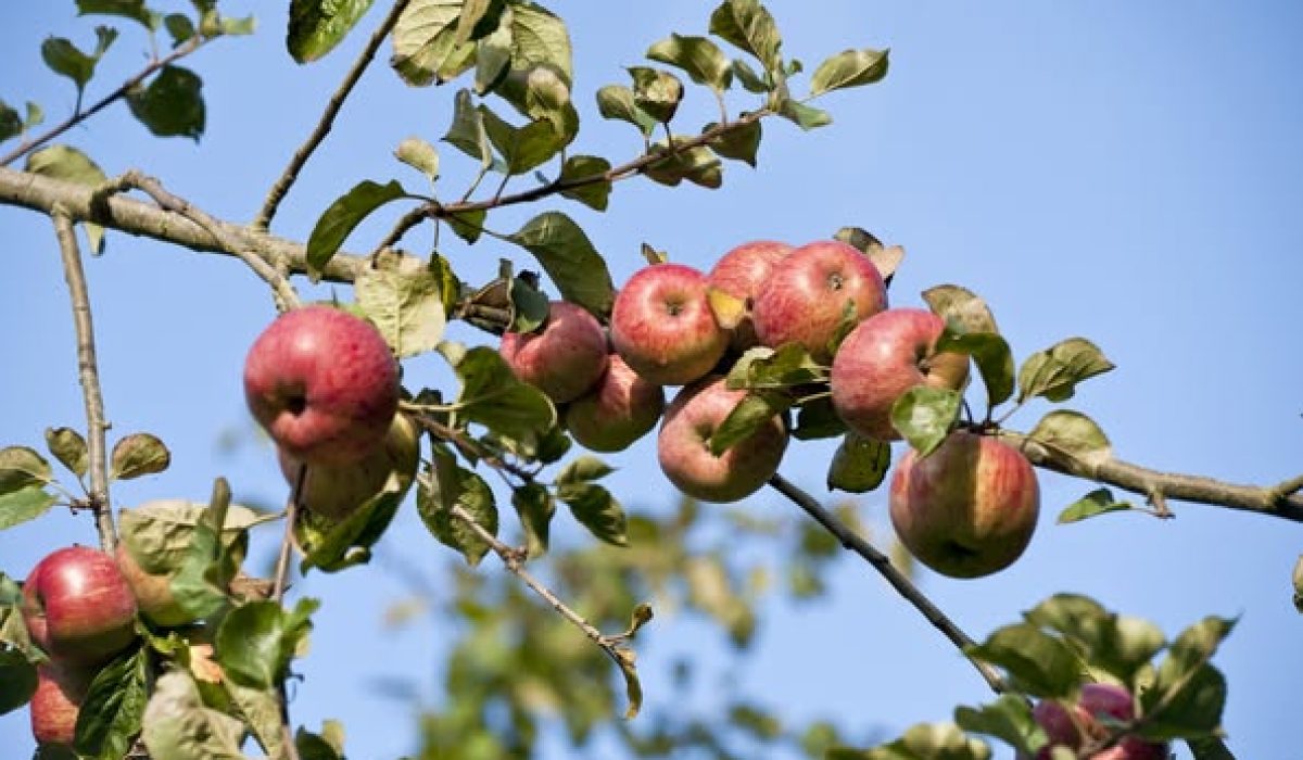 Orchard Month